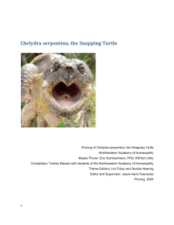 Chelydra serpentina, the Snapping Turtle