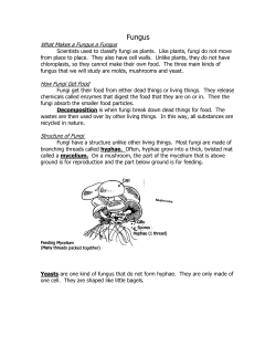 Fungus