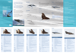 Marine Mammals of Victoria