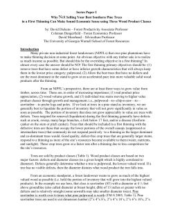 Series Paper I Not Selling Your Best Southern Pine Trees