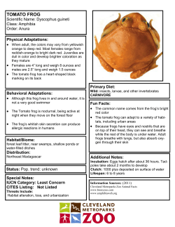 TOMATO FROG