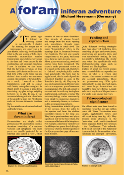 A foram iniferan adventure