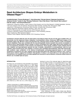 Seed Architecture Shapes Embryo Metabolism in