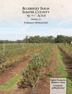Blueberry Farm Sumter County 46 +/- Acres