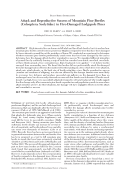 Attack and Reproductive Success of Mountain Pine Beetles