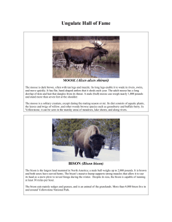 Attachment B—Ungulate Dichotomous Key