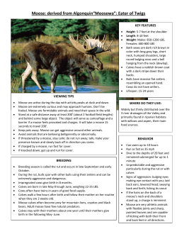 Moose - the Forest Conservancy!