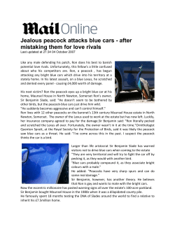 Jealous peacock attacks blue cars - after mistaking them