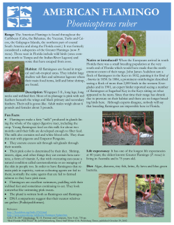 AMERICAN FLAMINGO Phoenicopterus ruber