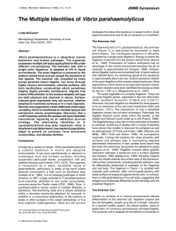 The Multiple Identities of Vibrio parahaemolyticus