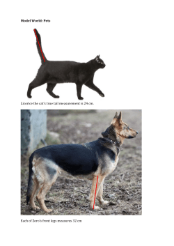 Model World: Pets Licorice the cat`s true tail measurement is 24 cm