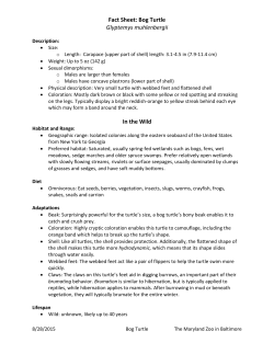 Fact Sheet: Bog Turtle Glyptemys muhlenbergii In the Wild