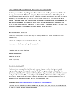 March is National Kidney Health Month &ndash; How to Keep Your Kidneys