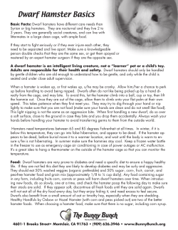 Dwarf Hamster - The Bunny Bunch