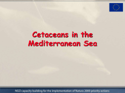 Cetaceans in the Mediterranean Sea