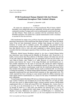 SV40-Transformed Human Diploid Cells that Remain Transformed