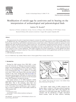 Modification of ostrich eggs by carnivores and its bearing on the