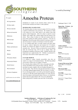 Amoeba Proteus - Southern Biological