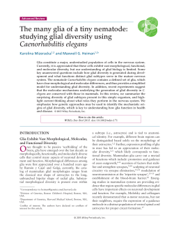 The many glia of a tiny nematode: studying glial