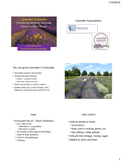 Lavender in western Colorado