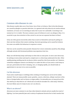 Cat Skin Diseases and Infections