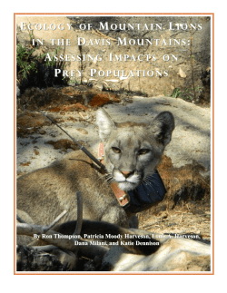 Mountain Lion - Borderlands Research Institute