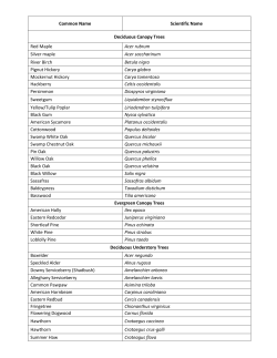 Common Name Scientific Name Deciduous Canopy Trees Red