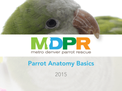 MDPR Parrot Anatomy Overview 2015