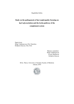 Study on the pathogenesis of IgA nephropathy focusing