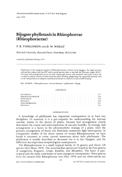 Bijugate phyllotaxis in Rhizophoreae (Rhizophoraceae)