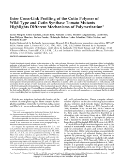 Ester Cross-Link Profiling of the Cutin Polymer of