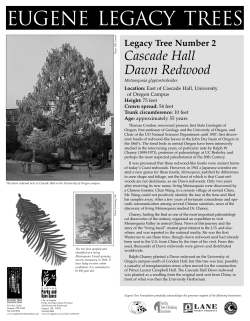 Cascade Hall Dawn Redwood - Eugene Tree Foundation Home Page