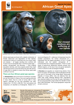 African Great Apes