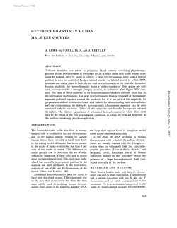 heterochromatin in human male leukocytes
