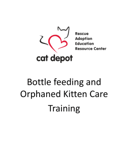 Bottle feeding and Orphaned Kitten Care Training