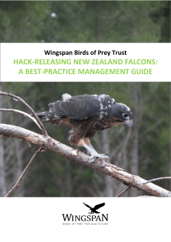 hack-releasing new zealand falcons: a best