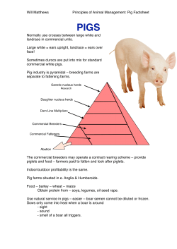 PIGS - Ewe and You