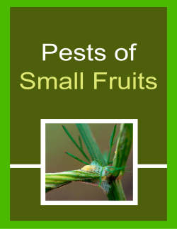 Pests of Small Fruit - Alberta Agriculture and Forestry