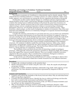 Homology and Analogy in Evolution: Vertebrate Forelimbs