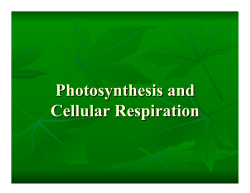 Photosynthesis