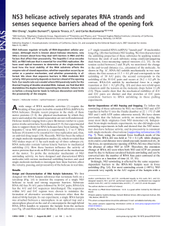 NS3 helicase actively separates RNA strands and senses sequence