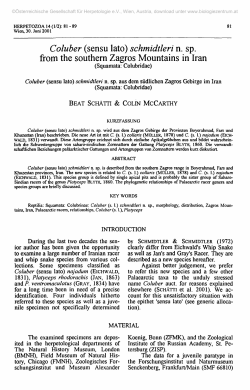 Coluber (sensu lato) schmidtleri n. sp. from the southern Zagros