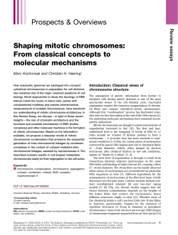 Shaping mitotic chromosomes