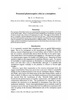 Presumed photoreceptive cilia in a ctenophore