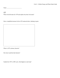 Unit 4&mdash;Cellular Energy and Plants Study Guide Name: ATP What is