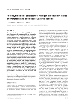 Photosynthesis or persistence: nitrogen allocation in leaves of