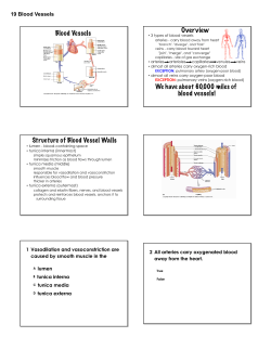 Structure of Blood Vessel Walls