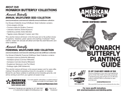 monarch butterfly - American Meadows