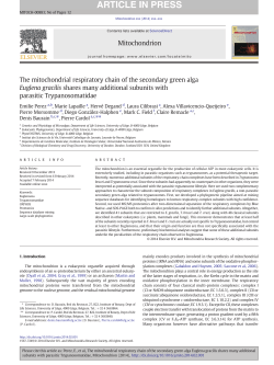 The mitochondrial respiratory chain of the secondary green alga