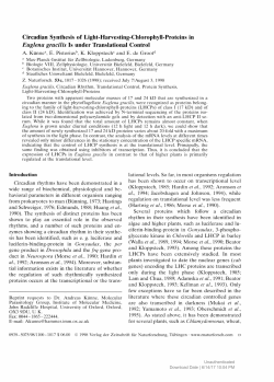 Circadian Synthesis of Light-Harvesting-Chlorophyll